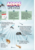 Aedes Life Cycle